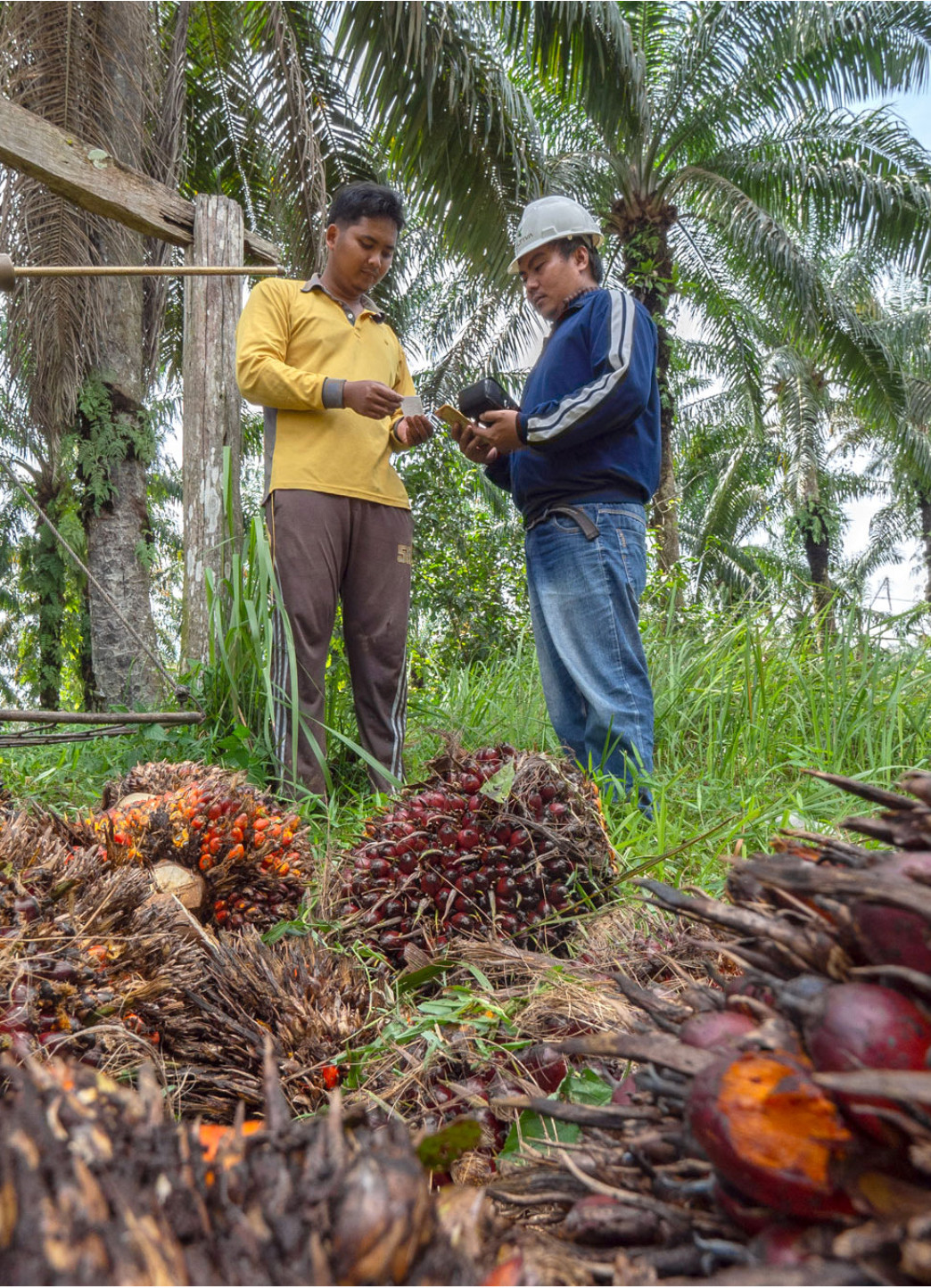 Agriculture sector photography